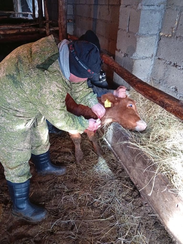 Ветеринарные мероприятия в Шамильском районе